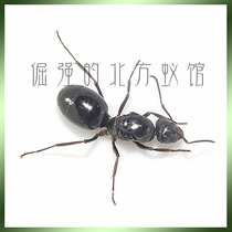 Pet ants Mercerized brown forest ants 1 After decades of work suitable for dry slave ants Suitable for novices
