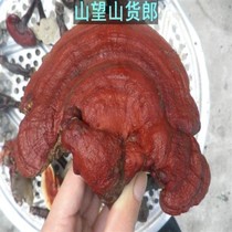 Hubei Wudang Mountain fairy grass wild pruning Ganoderma lucidum Red Ganoderma Lucidum local product