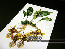 (Strange lip orchid goldfish orchid upside down orchid-3) illustration hand-painted flower map poster painting core decorative painting