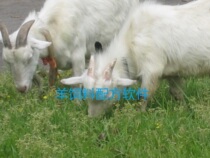 Sheep Feed Formula Software Official Edition of Sheep Feed Management System Sheep Feed Management Installation Video