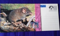 Australian postage postcard animal rat? 1 New