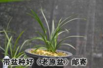 Junjun Lanyuan change pot mailing fee special orchid pot