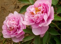 Member Credit Management System v3 0 Member Management System Register Installation Video