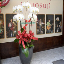 Shanghai City Express Green Plant Potted Chongqing Flowers Tianjin Yulin Flower Shop Dongying Phalaenopsis New Year Flower