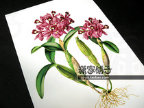 (Cattleya-1 orchids) illustration hand-painted super-realistic plants and flowers poster painting core decorative painting