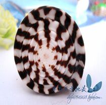 Natural sea snail shells 6-8 cm cryptotaro