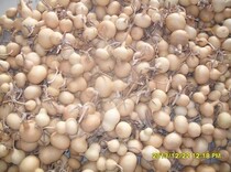 4-20cm blemish gourd various shapes gourd