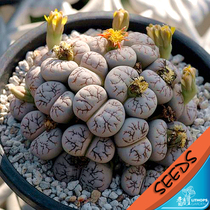  Special Offer C188 Yunying Jade Raw Stone Flower Seeds Lithops werneri 20 capsules