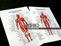 Human muscle (front back) Anatomy diagram Muscular Anatomy English gym poster decorative painting