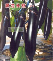 Dutch introduction of early maturing Black Dragon eggplant seeds purple eggplant seeds round eggplant seeds and fruit seeds
