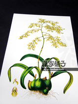 (Miorchid Four Seasons Milan) illustration hand-painted super realistic plant flower poster painting core decorative painting