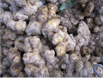 The taste of Wenzhous hometown Yongkanan Xinhong farmer local ginger