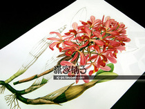 (Leililan -1 Orchid) Illustration Hand-painted Super Realistic Plant Flower Poster Core Decorative Painting