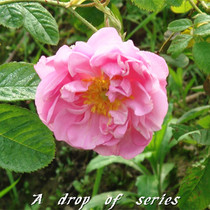 Fresh Damascus Rose flowers Every year at the end of 5 4 every year floral extraction of the rose pure dew floral material is dedicated