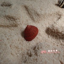 Natural strawberry snail shell conch Coral floor decoration collection landscaping gift fish tank rare specimens small