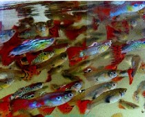 Chong Crown Fish Farm ultra-low price red-tailed peacock red-tailed peacock red fish mixed hair 1 pair super cheap