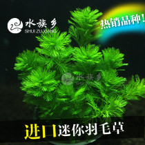 Aquarium Township] Fish tank landscaping real aquatic plants-about 10 imported Mini feather grass pots (middle rear view grass)