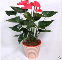 Shanghai flower shop bonsai store red palm bonsai bonsai bonsai rental shop ordered flowers to send flowers