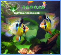 Dutch Phoenix fish Phoenix ball Dutch Phoenix fish short bream tropical fish ornamental fish live