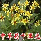 Fresh wild Jiuli Ming thousands of miles of light Chinese herbal medicine Baby prickly heat men and women bath baby bath medicine bath