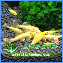 Blue-eyed beard red-eyed beard golden beard beard beard fish special-shaped fish