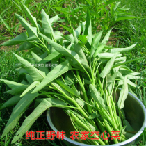 Farm willow leaf big leaf spinach seeds a catty of Shouguang vegetable seeds can be cultivated in all seasons