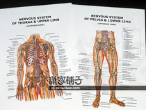 nerves system pelvis limb (English version) Decorative painting