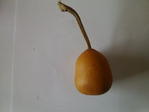 Fu Luyuan Gourd Garden Base Natural Alien Buddha Head Gourd Small Fat Dun Gourd Garden Base