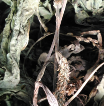 Wenzhou local specialty Nanxi Jiang farmers self - sun - sun - front car grass