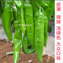 (Farmer pepper seeds) thin skin light green slightly spicy fried vegetables vegetable garden chili meat crisp adapt to wide