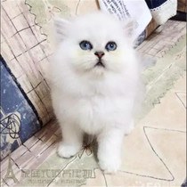 Gingjila cat kitten Golden Jilah kitten cat standing ear pet cat Jin Jirah kitten live p