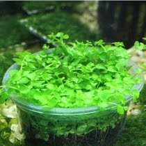 Big leaf climbing dwarf pearl aquatic plant foreground grass 6 * 6CM