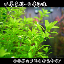 True water grass~Fish tank aquarium water grass~Fish tank water grass~Japanese pearl grass~Pair of leaves pearl grass in the back view grass