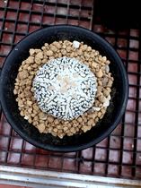 Cactus Super Pocket Seedling white point Iwata Super Pocket