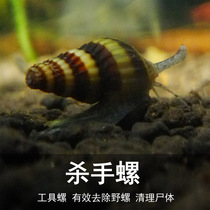 Fat Fat Fish Room Honeybee Pagoda Snail Killer Snail Killer Snail Giant Yellow Bee Snail Specialize Eating Snail Snail Spectator Snail Living