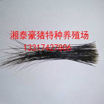 Cricket grass Cricket grass Cricket grass Senior grass Porcupine beard hair (1 piece 5 roots)