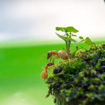 Falling snow All yellow Turkish bow-backed Ant Gold Turkish bow-backed Ant Feis bow-backed Ant