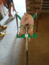 Piglet castration rack artifact piglet knock pig rack pig castration knife pig with a lot pig fixed castration pig shelf