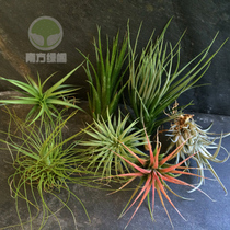 Air pineapple wall-mounted micro-landscape creative gifts DIY green plants Mexican fruit multi-country flower good maintenance