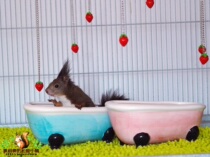 (Oreo)Devil squirrel Dutch pig flower branch summer cooling summer ceramic nest Ceramic bathtub two-color