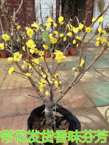 Indoor courtyard thick-scented flower plum blossom sapling potted Wenmei bonsai stump with flower buds