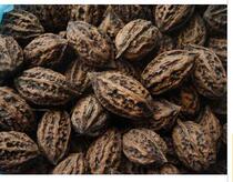 Northeast Wild Pecan Walnut Original Taste without treatment Grinding Tooth Squirrel Grain
