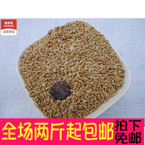  Floating wheat Chinese herbal medicine antiperspirant 500g Floating wheat tea wheat deflated seeds Sold separately Licorice root jujube Schisandra Non-Tongrentang