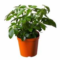 Money tree plant chuciferous potted indoor duck foot Wood flower green plant potted