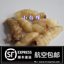 Special price Small bee pupa Fresh bee pupa bug bee bug hornet vespa Small white bee 2 pieces SF