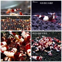 Taiwan imported deep wine red shrimp pure wine red crystal shrimp pet shrimp ornamental shrimp live rice shrimp crystal shrimp