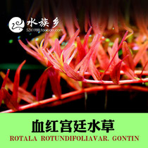 Aquarium Township] Danish blood red Court blood Palace Special Palace grass prospect water grass landscape about 8-10