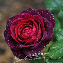 European moon shrub rose seedlings sleepless night Black Caviar cut flower Vine rose rose decoration living room decoration