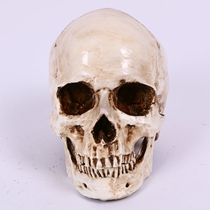Wuwa Zhengfu Halloween skull simulation skull humanoid skull model Resin skull decoration Ghost festival head