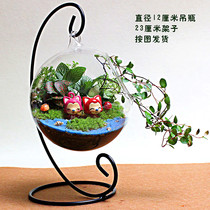 Micro landscape creative plant mini potted DIY plant birthday gift Moss ecological bottle